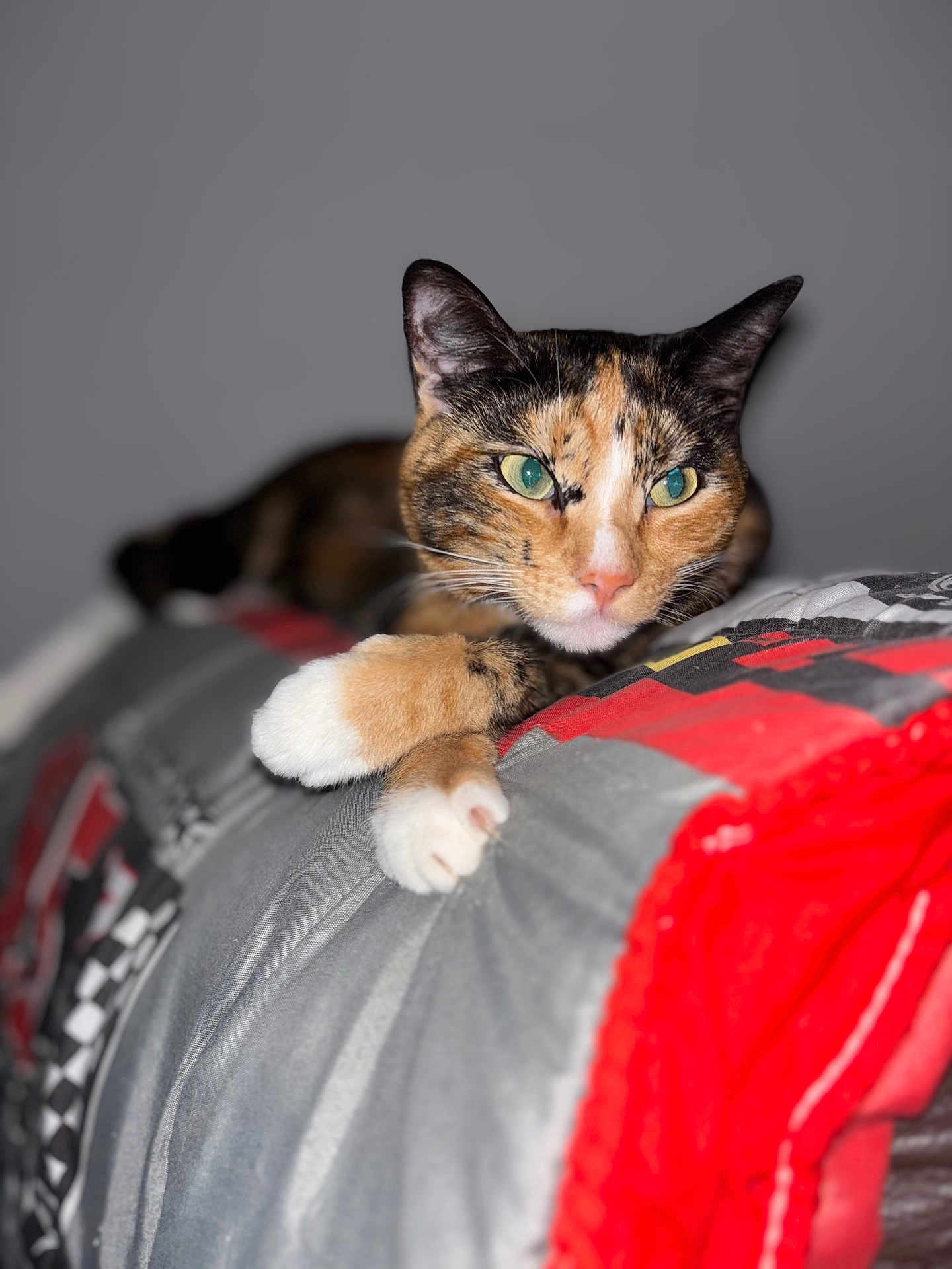Cookie participe au concours pour gagner de l'argent avec cette photo : animal, calico_cat, cat, close_up, cozy, cute, ears, fabric, feline, green_eyes, home, indoor, nose, paws, pet, portrait, quilt, relaxed, resting, whiskers