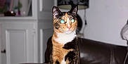 Cookie participe au concours pour gagner de l'argent avec cette photo : alert, animal, black, brown, cabinet, calico, cat, couch, curious, domestic, eyes, flash, furniture, home, indoor, lamp, leather, living_room, pet, white