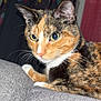 Cookie participe au concours pour gagner de l'argent avec cette photo : alert, animal, calico, cat, closeup, colorful, curtains, domestic, eyes, fabric, feline, fur, gray, indoor, mammal, patterned, pet, portrait, sitting, whiskers