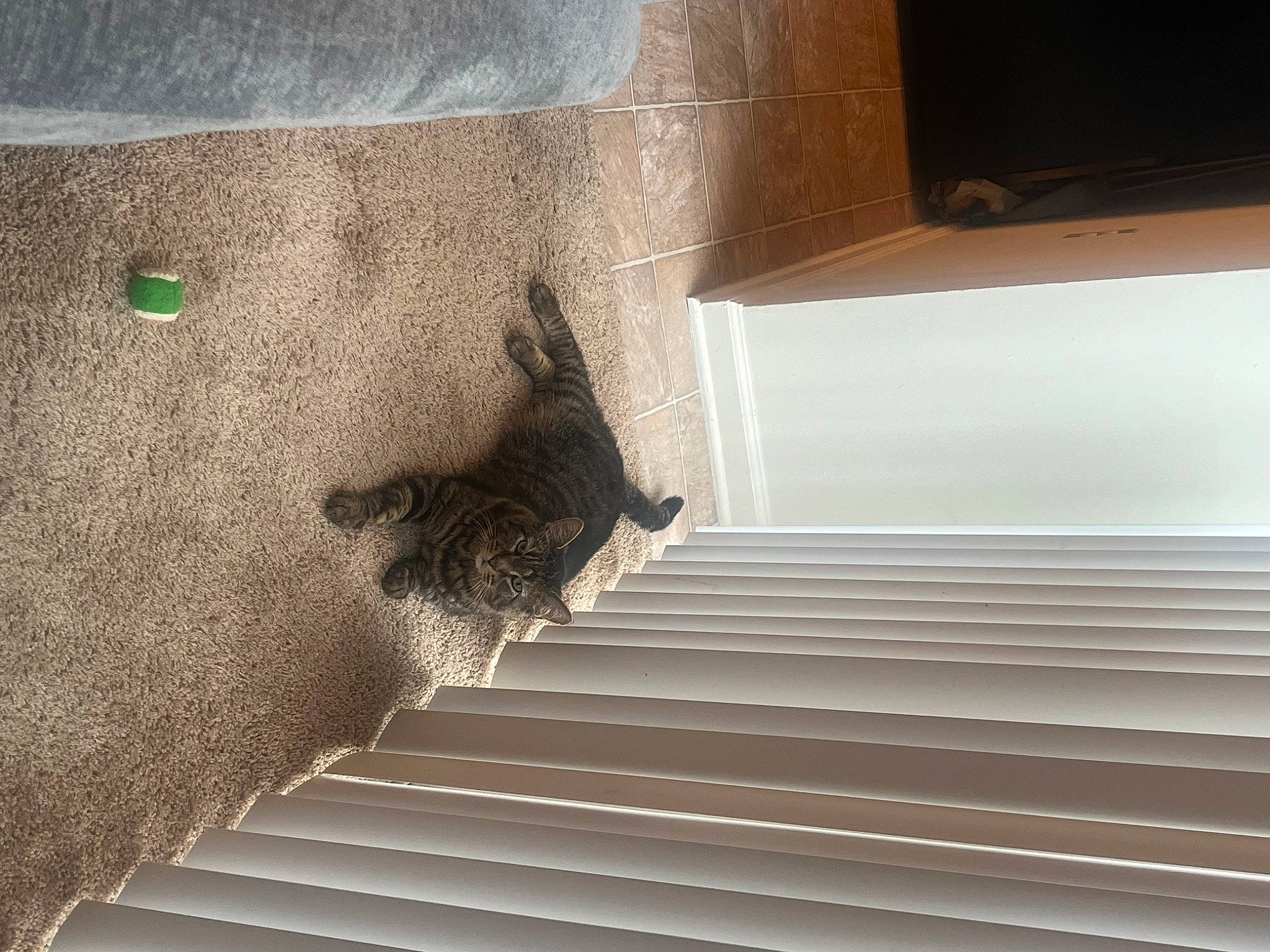 Freddy is registered to the contest to win money with this photo: architecture, ceiling, composite_material, felidae, floor, flooring, handrail, hardwood, material_property, plaster, plywood, property, rectangle, room, shade, stairs, tints_and_shades, wall, wood, wood_stain