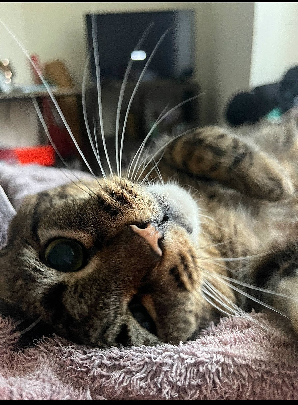 Freddy is registered to the contest to win money with this photo: carnivore, cat, claw, comfort, domestic_short_haired_cat, ear, felidae, fur, nap, paw, sleep, small_to_medium_sized_cats, snout, terrestrial_animal, whiskers