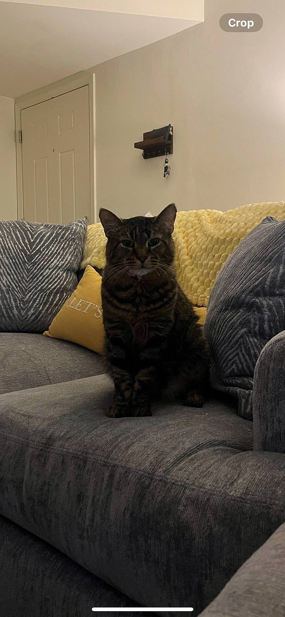 Freddy joined the competition — help win amazing prizes! bedding, brown, carnivore, cat, cat_supply, comfort, domestic_short_haired_cat, door, felidae, fur, grey, hardwood, linens, room, small_to_medium_sized_cats, tail, terrestrial_animal, tints_and_shades, whiskers, wood