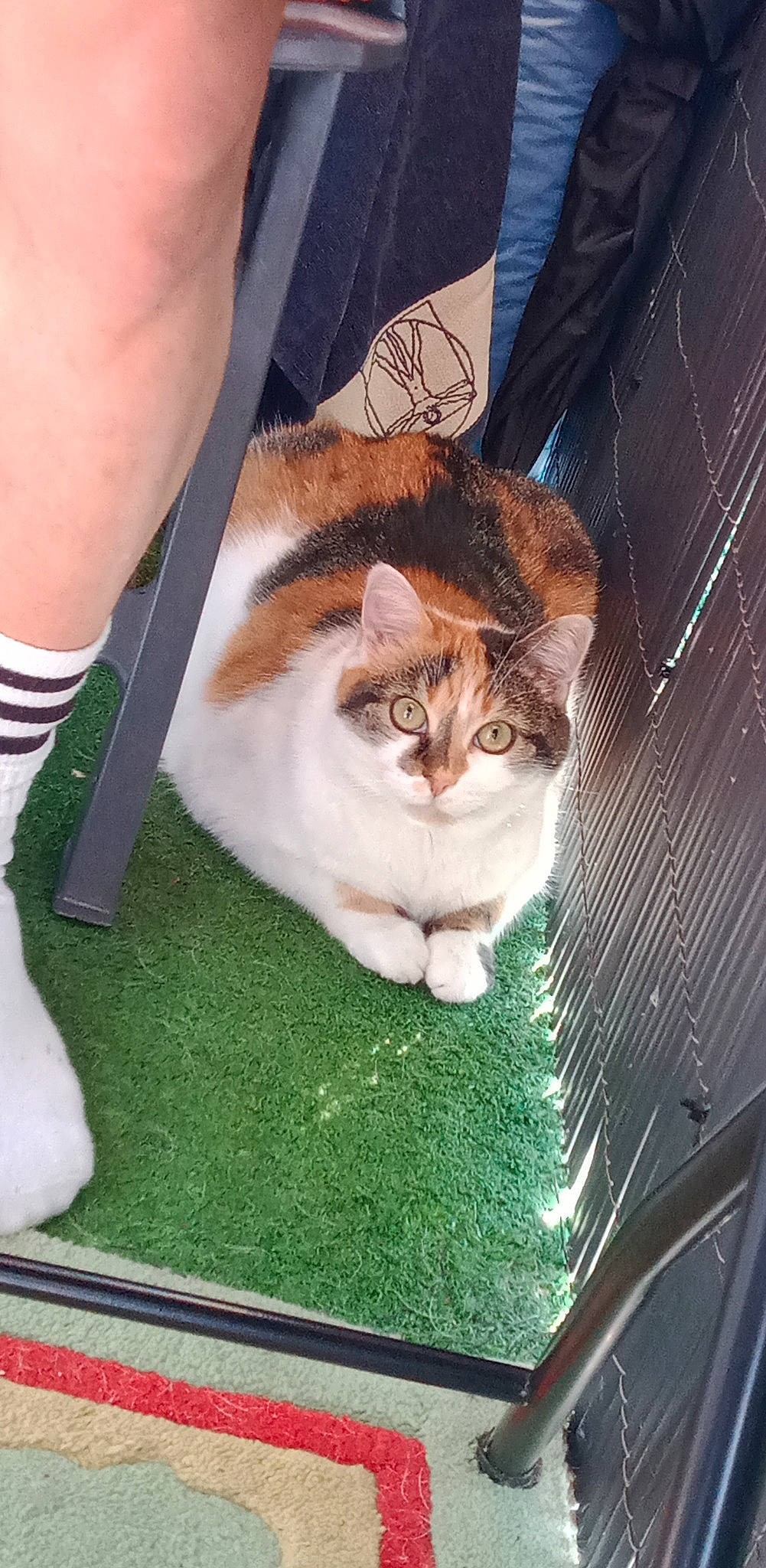 Craquotte participe au concours pour gagner de l'argent avec cette photo : carnivore, cat, companion_dog, domestic_short_haired_cat, fawn, felidae, fur, gesture, grass, hair, human_leg, plant, sitting, small_to_medium_sized_cats, snout, tail, tree, whiskers, window