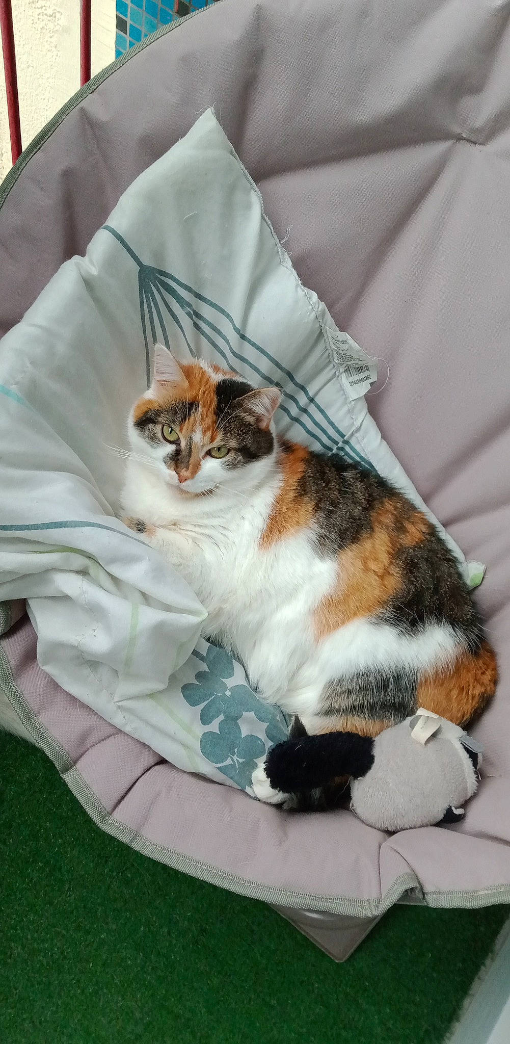 Craquotte participe au concours pour gagner de l'argent avec cette photo : carnivore, cat, cat_supply, comfort, domestic_short_haired_cat, felidae, fur, grass, linens, nap, paw, pet_supply, sitting, small_to_medium_sized_cats, tail, whiskers