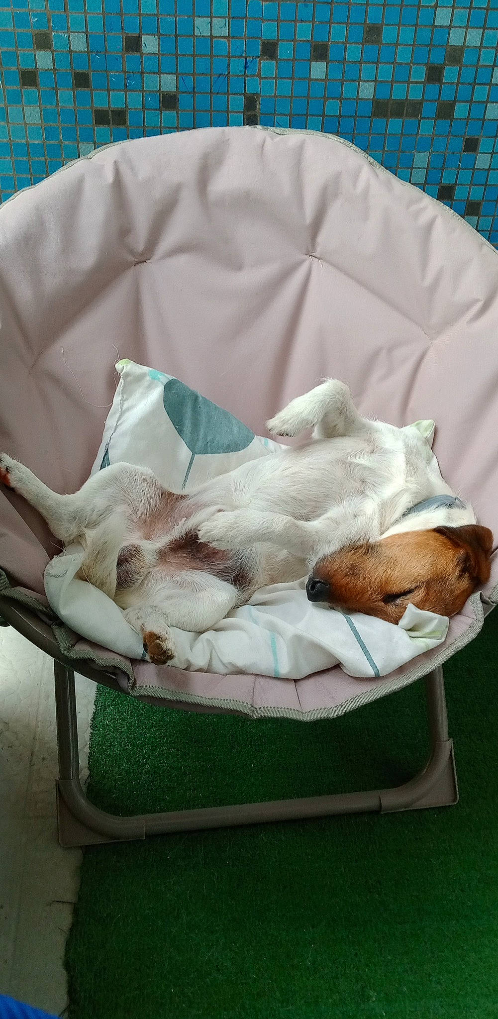 Jocker a rejoint le concours — aidez-le/la à gagner de superbes lots ! bag, basket, canidae, carnivore, cat, cat_bed, cat_supply, comfort, companion_dog, dog_breed, fawn, felidae, fur, linens, nap, pet_supply, small_to_medium_sized_cats, sporting_group, tail, whiskers