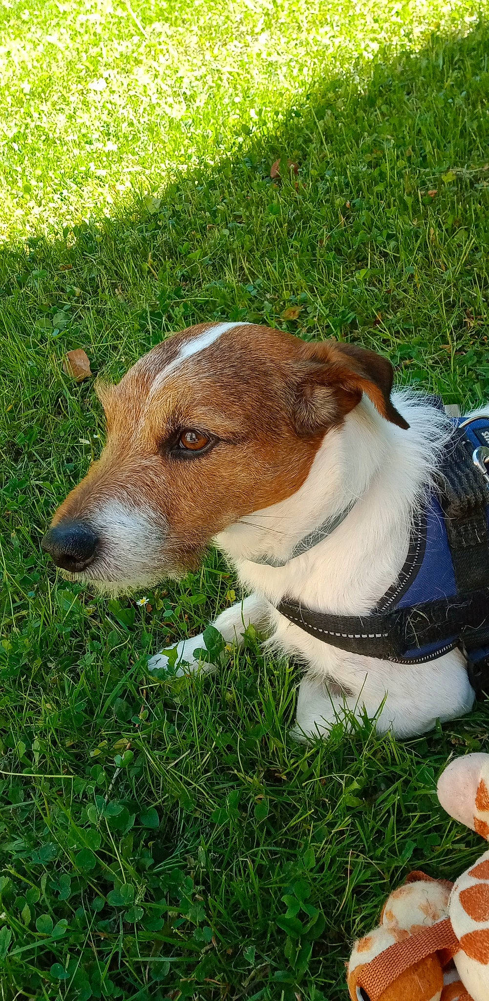 Jocker a rejoint le concours — aidez-le/la à gagner de superbes lots ! canidae, carnivore, collar, companion_dog, dog, dog_breed, fawn, grass, groundcover, hunting_dog, plant, snout, sporting_group, terrestrial_animal, whiskers, working_animal