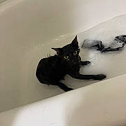 Juliette joined the competition — help win amazing prizes! cat, wet, bathtub, bubbles, pet, indoor, animal, fur, black_cat, yellow_eyes, looking_up, water, bath, soaked, expression, domestic_cat, white_bathtub, animal_portrait, closeup, pet_care