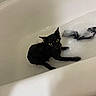 cat, wet, bathtub, bubbles, pet, indoor, animal, fur, black_cat, yellow_eyes, looking_up, water, bath, soaked, expression, domestic_cat, white_bathtub, animal_portrait, closeup, pet_care