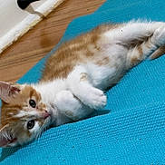 Pooh joined the competition — help win amazing prizes! kitten, cat, orange_and_white, feline, pet, indoor, floor, blue_mat, curious, lying_down, cute, young, whiskers, ears, eyes, fur, relaxed, texture, wooden_floor, cozy