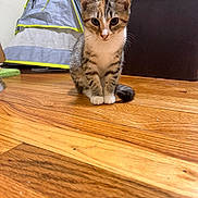 Peaches joined the competition — help win amazing prizes! cat, kitten, tabby, wooden_floor, indoor, tent, pet, feline, curious, animal, house, cozy, cute, small, domestic, sitting, fur, whiskers, ears, tail