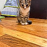 cat, kitten, tabby, wooden_floor, indoor, tent, pet, feline, curious, animal, house, cozy, cute, small, domestic, sitting, fur, whiskers, ears, tail