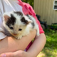 Moo Kitty is registered to the contest to win money with this photo: animal, arms, baby, black_and_white, building, cat, close_up, cute, daylight, fur, furry, greenery, holding, kitten, nature, outdoor, person, pet, sunlight, young