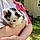 Moo Kitty