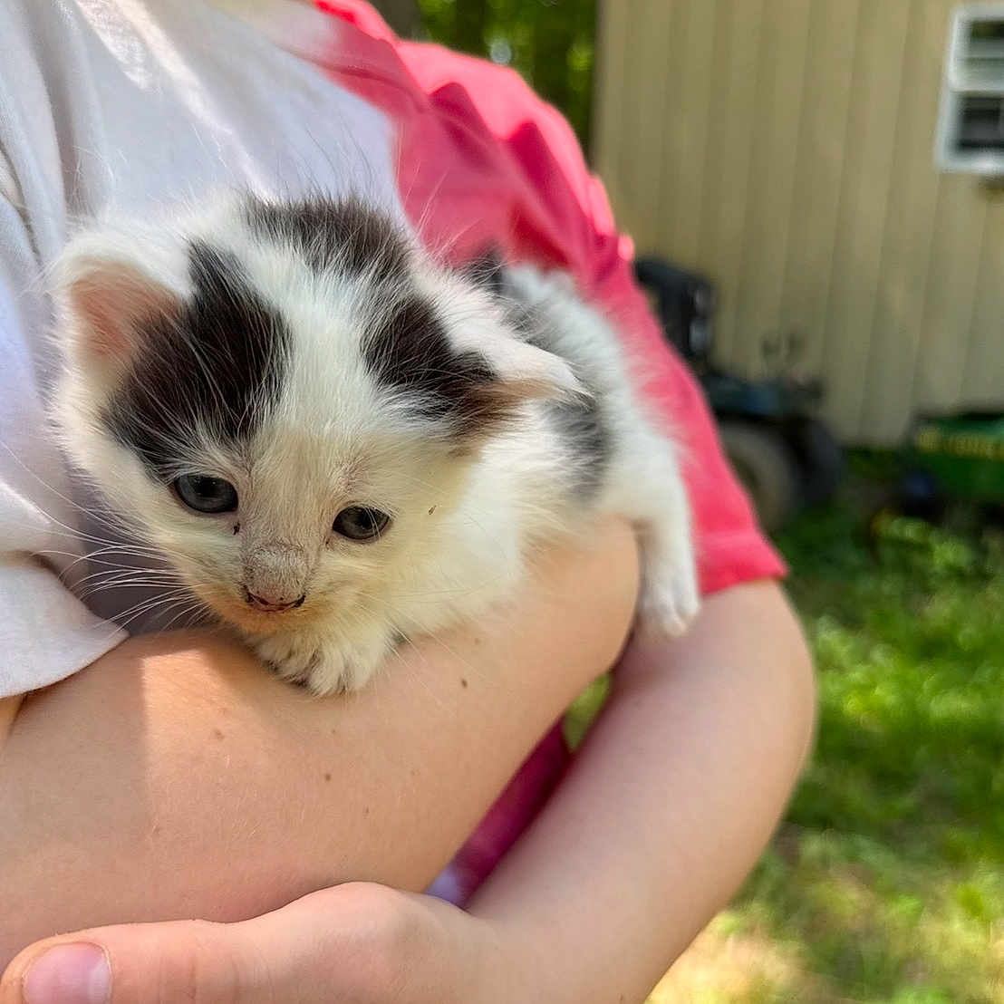 Moo Kitty