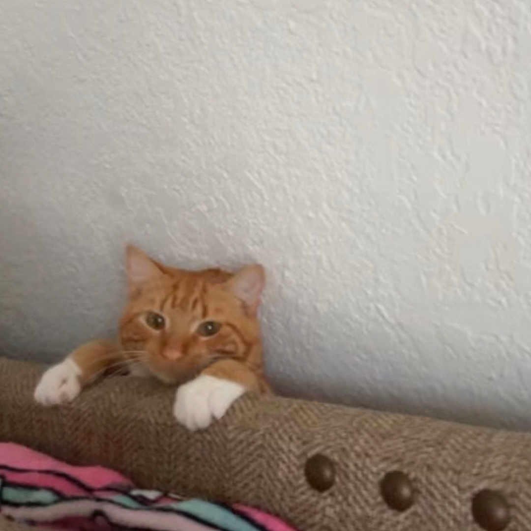 Tigger