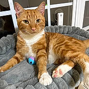 Tigger is registered to the contest to win money with this photo: animal, cat, closeup, cozy, cute, domestic_cat, feline, fur, ginger_cat, indoor, pet_bed, pink_paw, reflection, relaxed, resting, sleeping_area, tabby, toy, whiskers, window