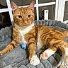 animal, cat, closeup, cozy, cute, domestic_cat, feline, fur, ginger_cat, indoor, pet_bed, pink_paw, reflection, relaxed, resting, sleeping_area, tabby, toy, whiskers, window