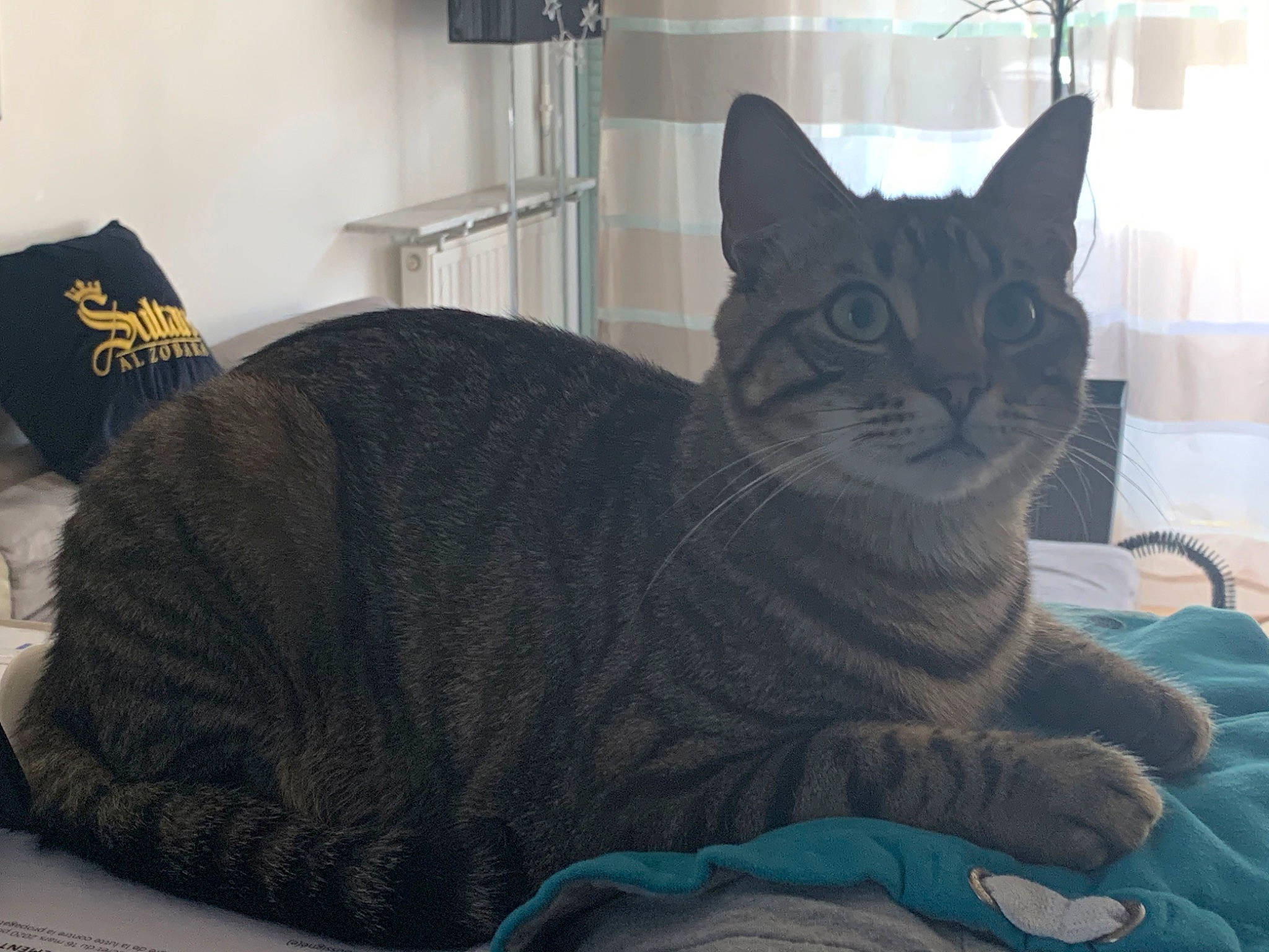 Papouille a rejoint le concours — aidez-le/la à gagner de superbes lots ! carnivore, cat, cat_supply, comfort, curtain, domestic_short_haired_cat, felidae, fur, grey, houseplant, lamp, room, shelf, shelving, sitting, small_to_medium_sized_cats, tail, terrestrial_animal, whiskers, window