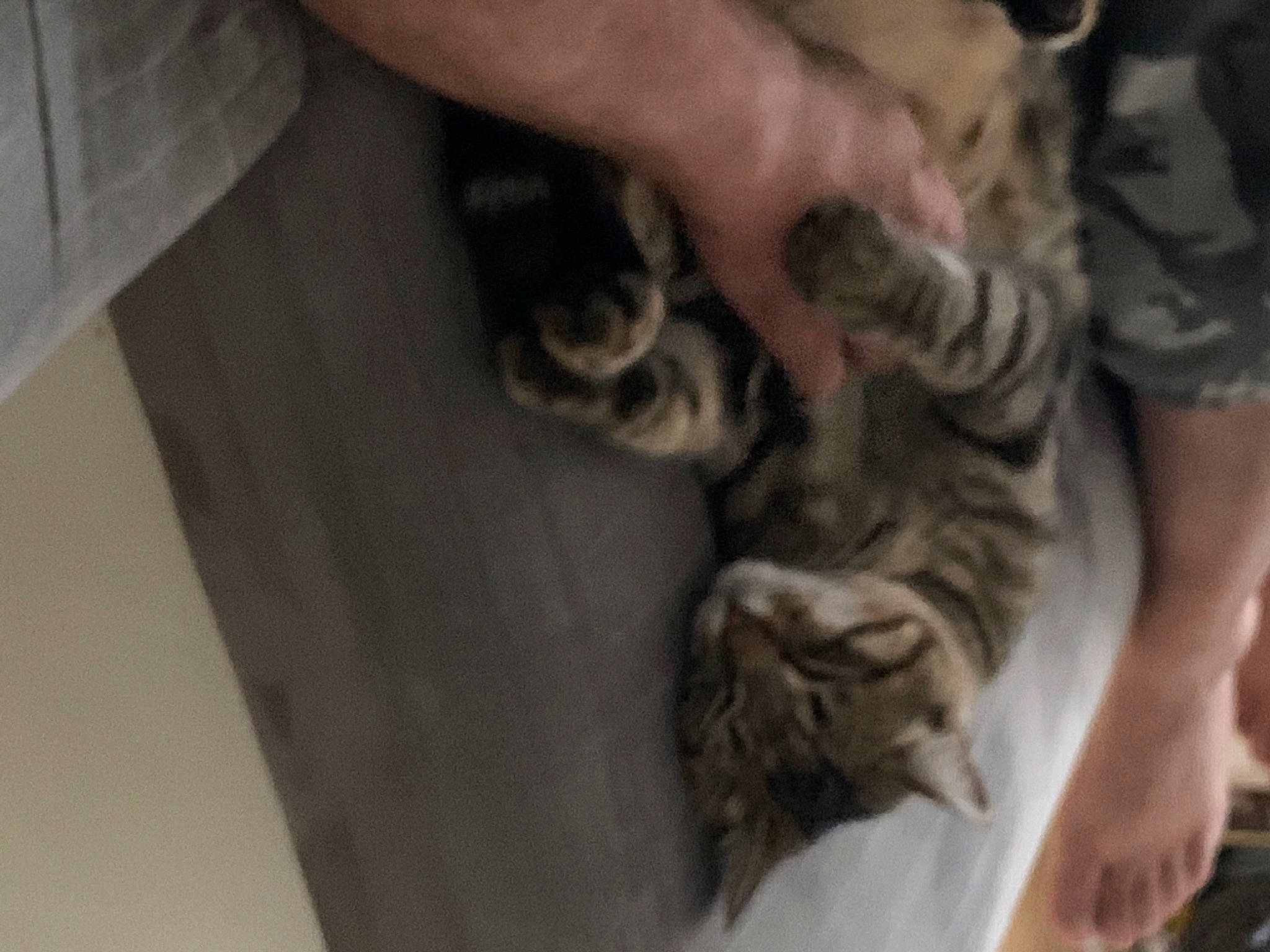 Papouille a rejoint le concours — aidez-le/la à gagner de superbes lots ! carnivore, cat, claw, domestic_short_haired_cat, felidae, finger, flooring, fur, gesture, hand, hardwood, human_leg, nail, paw, small_to_medium_sized_cats, snout, tail, terrestrial_animal, whiskers, wood