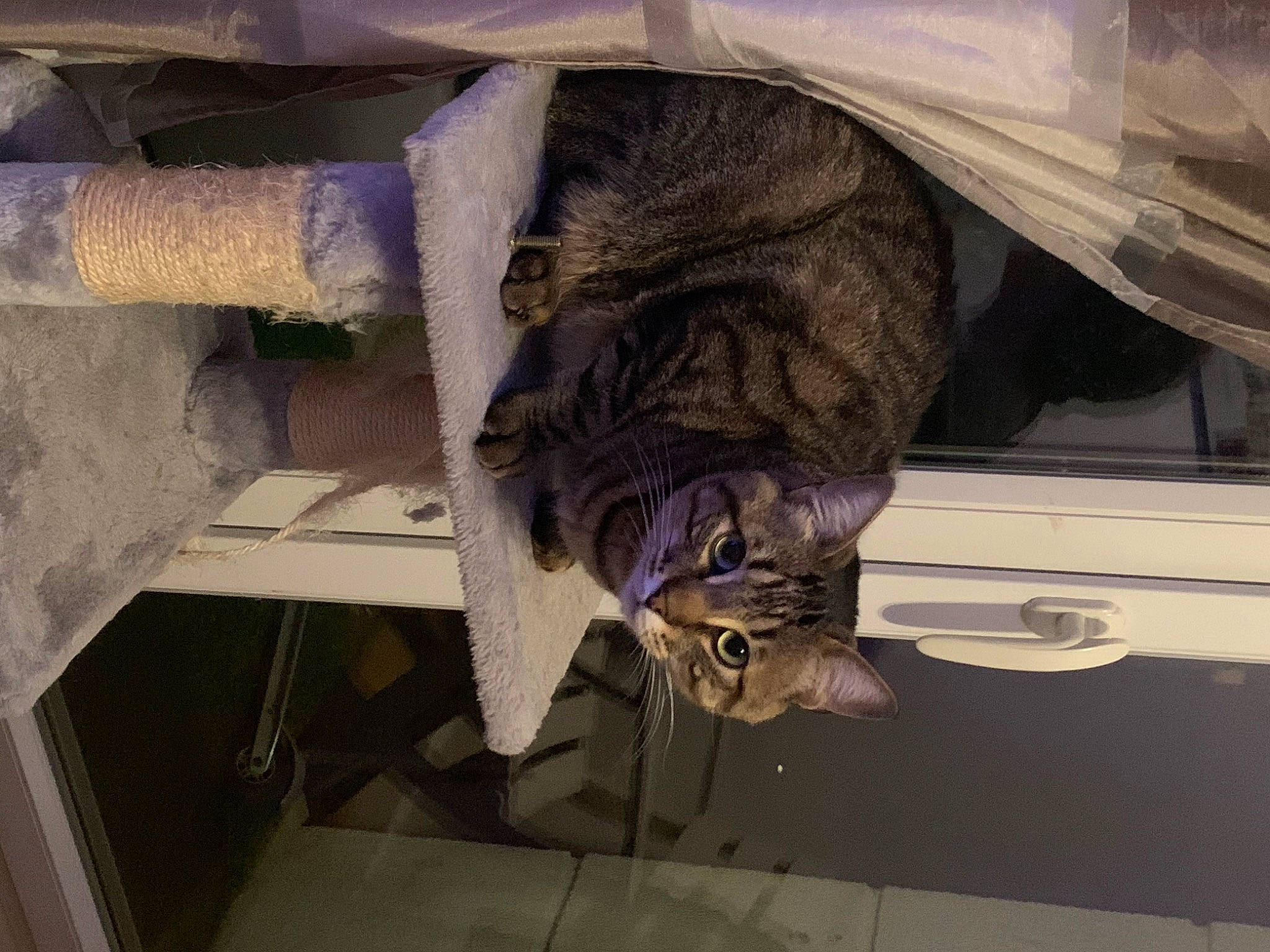 Papouille a rejoint le concours — aidez-le/la à gagner de superbes lots ! canidae, carnivore, cat, ceiling, comfort, dog_breed, domestic_short_haired_cat, felidae, flooring, fur, room, small_to_medium_sized_cats, sporting_group, tail, whiskers, wood