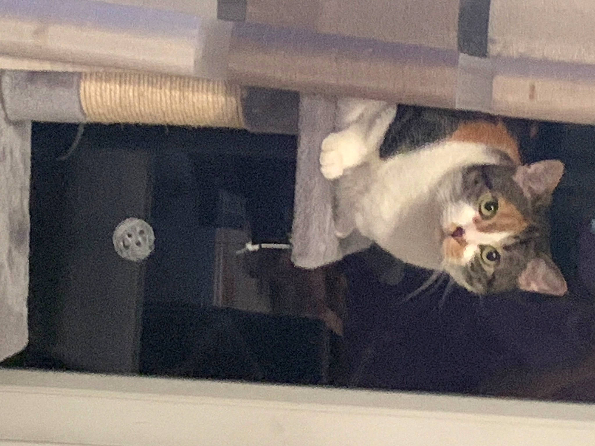 Caline a rejoint le concours — aidez-le/la à gagner de superbes lots ! automotive_exterior, bag, baggage, box, cat, domestic_short_haired_cat, felidae, fur, grey, luggage_and_bags, paw, room, small_to_medium_sized_cats, tail, trunk, vehicle_door, whiskers, window, windshield, wood