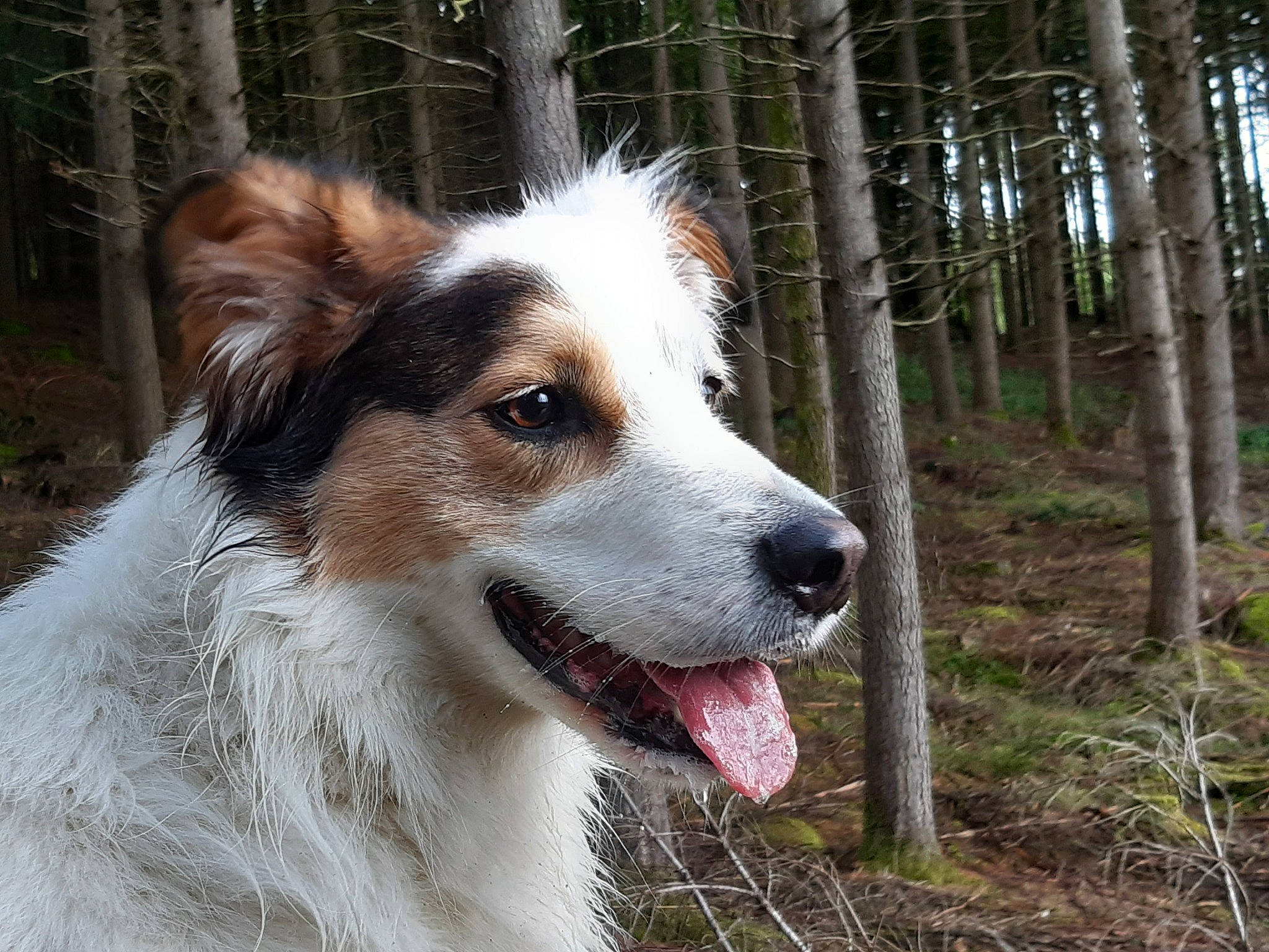 Ghost a rejoint le concours — aidez-le/la à gagner de superbes lots ! canidae, carnivore, companion_dog, dog, dog_breed, fang, fur, grass, plant, snout, sporting_group, terrestrial_animal, tree, whiskers, working_dog