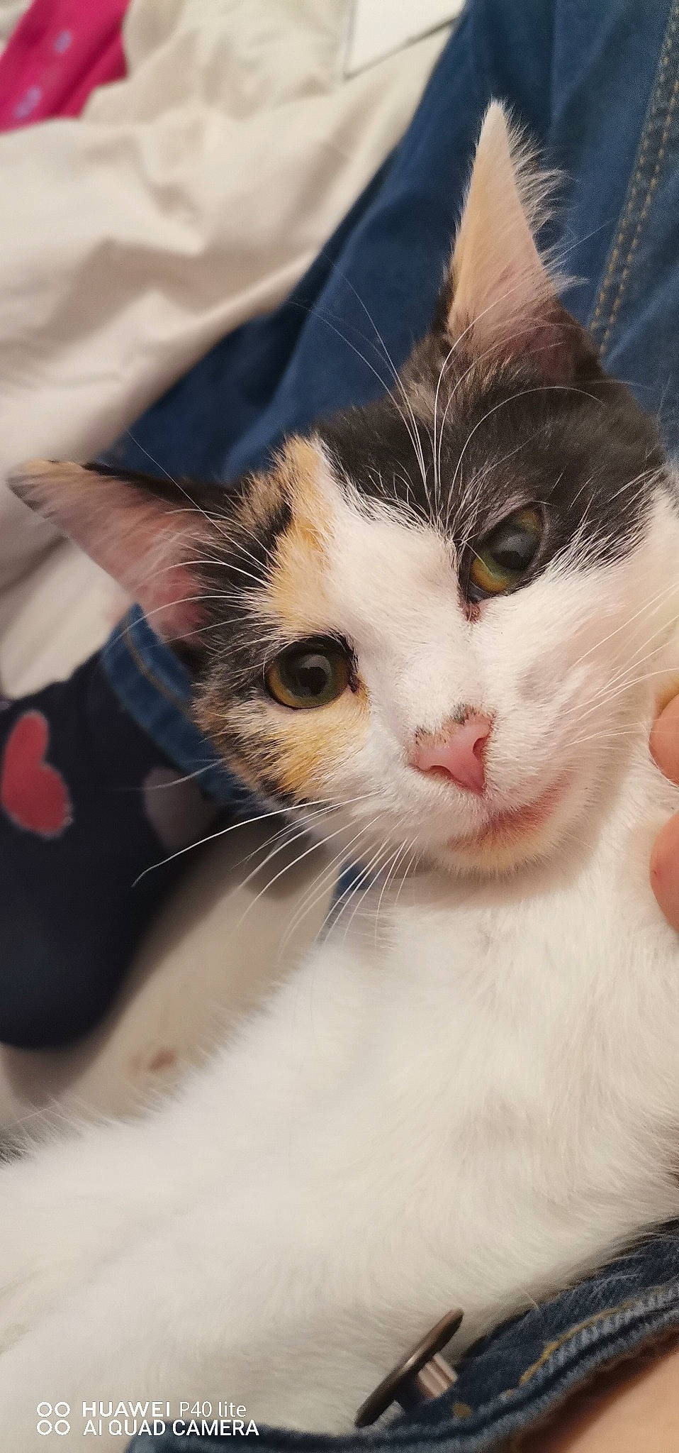 Cookie a rejoint le concours — aidez-le/la à gagner de superbes lots ! carnivore, cat, claw, comfort, domestic_short_haired_cat, eyelash, felidae, fur, hair, head, leg, paw, small_to_medium_sized_cats, snout, whiskers, window