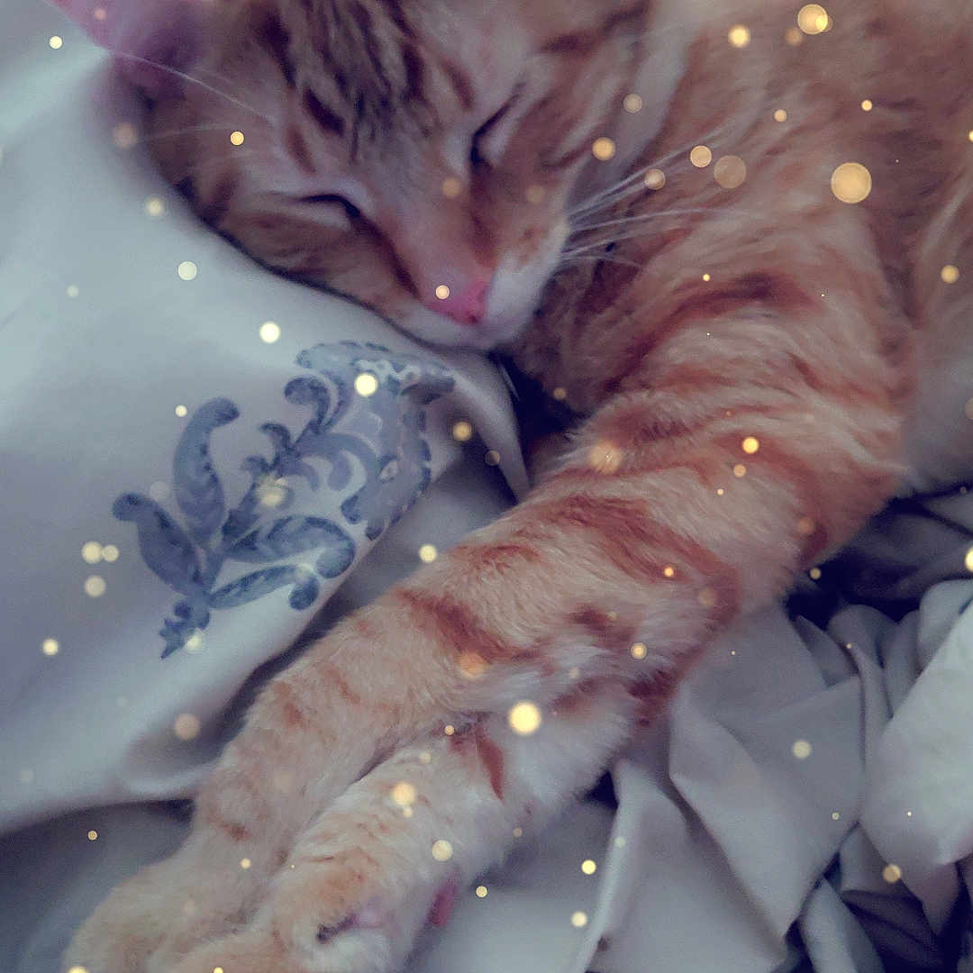 Smitten Kitten