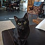 black_cat, cat, pet, indoor, living_room, furniture, chair, cushion, window, curtains, wooden_cabinet, floor, table, chair_legs, home, domestic_animal, curious, animal, mammal, wide_eyes