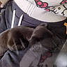 Luna joined the competition — help win amazing prizes! puppy, dog, sleeping, black_dog, lap, person, hoodie, hello_kitty, clothing, casual_wear, fabric, zipper, drawstrings, resting, indoor, close_up, cute, pet, companion, relaxation