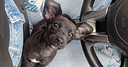 Luna is registered to the contest to win money with this photo: puppy, dog, black_dog, lap, jeans, butterfly_pattern, car_interior, steering_wheel, gear_shift, seatbelt, curious, pet, closeup, cute, animal, young_dog, indoor, seat, casual, human_leg