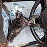 animal, black_dog, butterfly_pattern, car_interior, casual, closeup, curious, cute, dog, gear_shift, human_leg, indoor, jeans, lap, pet, puppy, seat, seatbelt, steering_wheel, young_dog