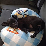 Luna is registered to the contest to win money with this photo: puppy, dog, sleeping, black_dog, pillow, plush, cute, indoor, cozy, resting, small_dog, cartoon, pattern, soft, cushion, nap, fur, animal, pet, relaxing