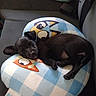 animal, black_dog, cartoon, cozy, cushion, cute, dog, fur, indoor, nap, pattern, pet, pillow, plush, puppy, relaxing, resting, sleeping, small_dog, soft