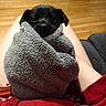 Luna joined the competition — help win amazing prizes! puppy, dog, towel, wrapped, lap, human, legs, red_clothing, wooden_floor, indoor, cute, small_dog, black_puppy, snug, cozy, pet, animal, fur, resting, curious_eyes
