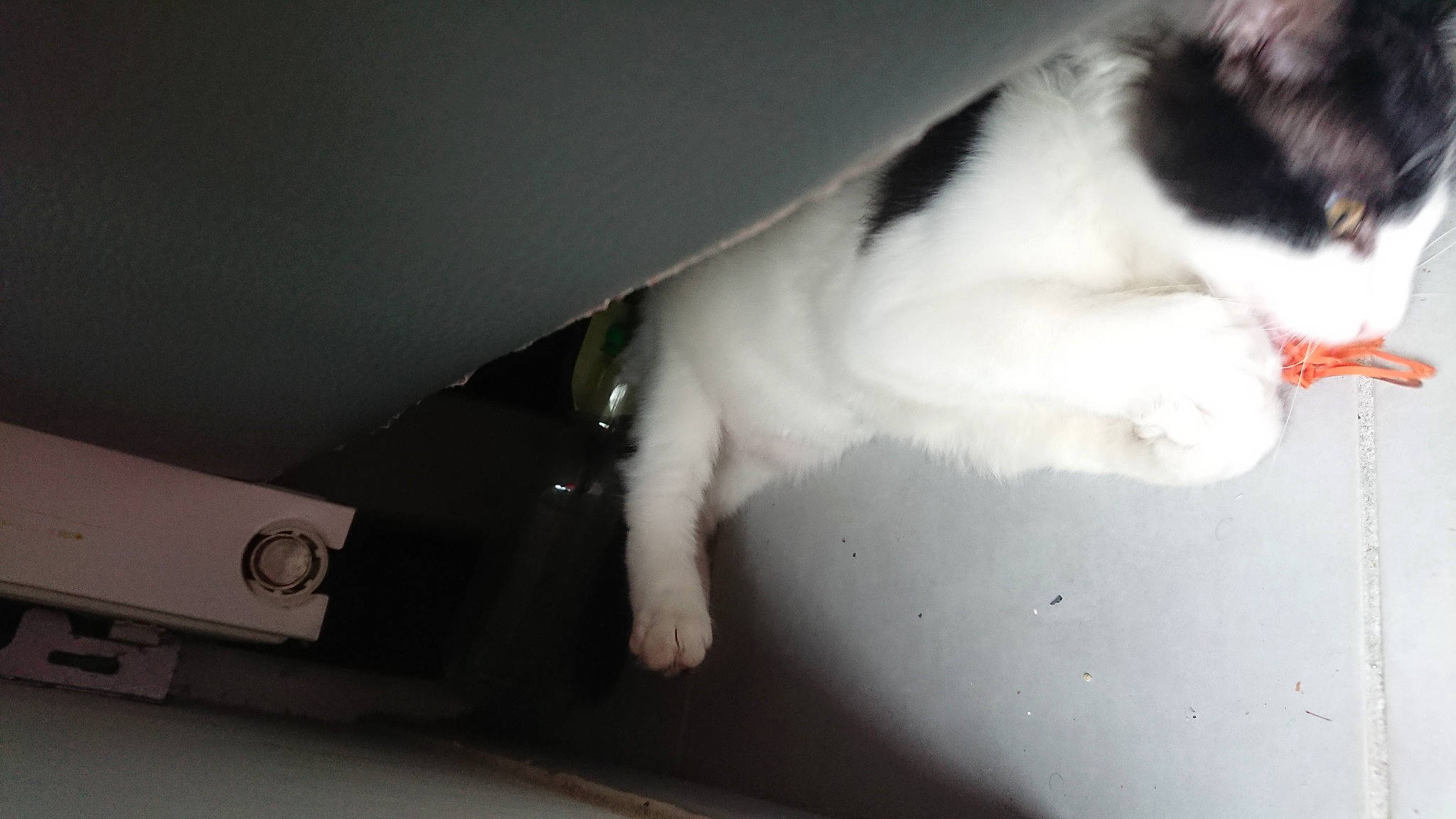 William a rejoint le concours — aidez-le/la à gagner de superbes lots ! carnivore, cat, claw, dog_breed, domestic_short_haired_cat, felidae, foot, fur, human_leg, paw, small_to_medium_sized_cats, snout, tail, whiskers