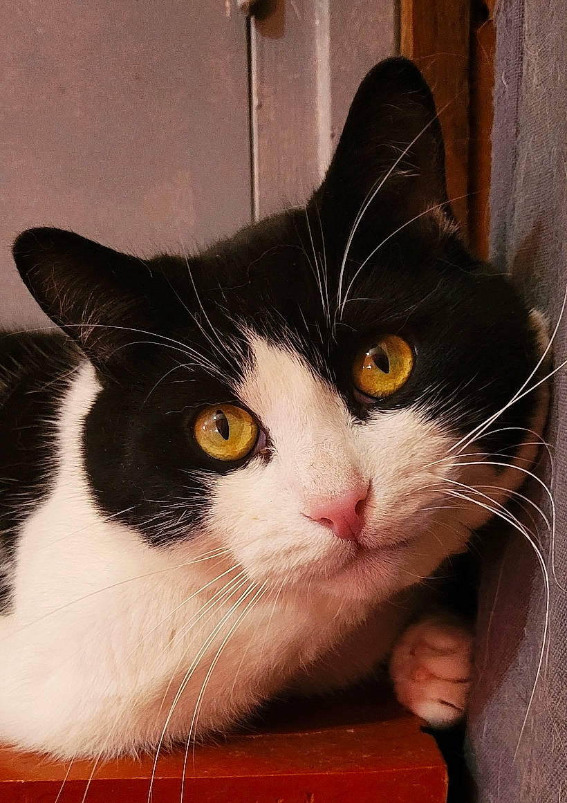 Moka a rejoint le concours — aidez-le/la à gagner de superbes lots ! box, carnivore, cat, comfort, domestic_short_haired_cat, felidae, fur, iris, paper_product, pet_supply, rectangle, small_to_medium_sized_cats, snout, square, whiskers, window