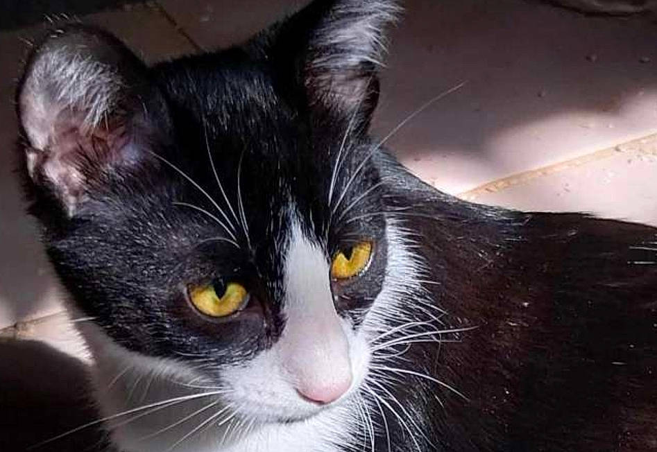 Moka participe au concours pour gagner de l'argent avec cette photo : black_cat, carnivore, cat, domestic_short_haired_cat, felidae, fur, small_to_medium_sized_cats, snout, tail, whiskers