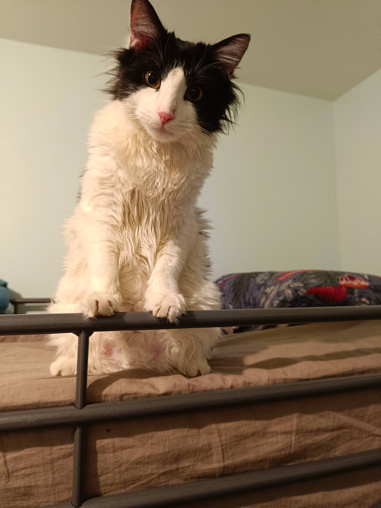 Kepler participe au concours pour gagner de l'argent avec cette photo : box, carnivore, cat, claw, comfort, domestic_short_haired_cat, drawer, felidae, flooring, fur, hardwood, paw, sitting, small_to_medium_sized_cats, tail, whiskers, window, wood