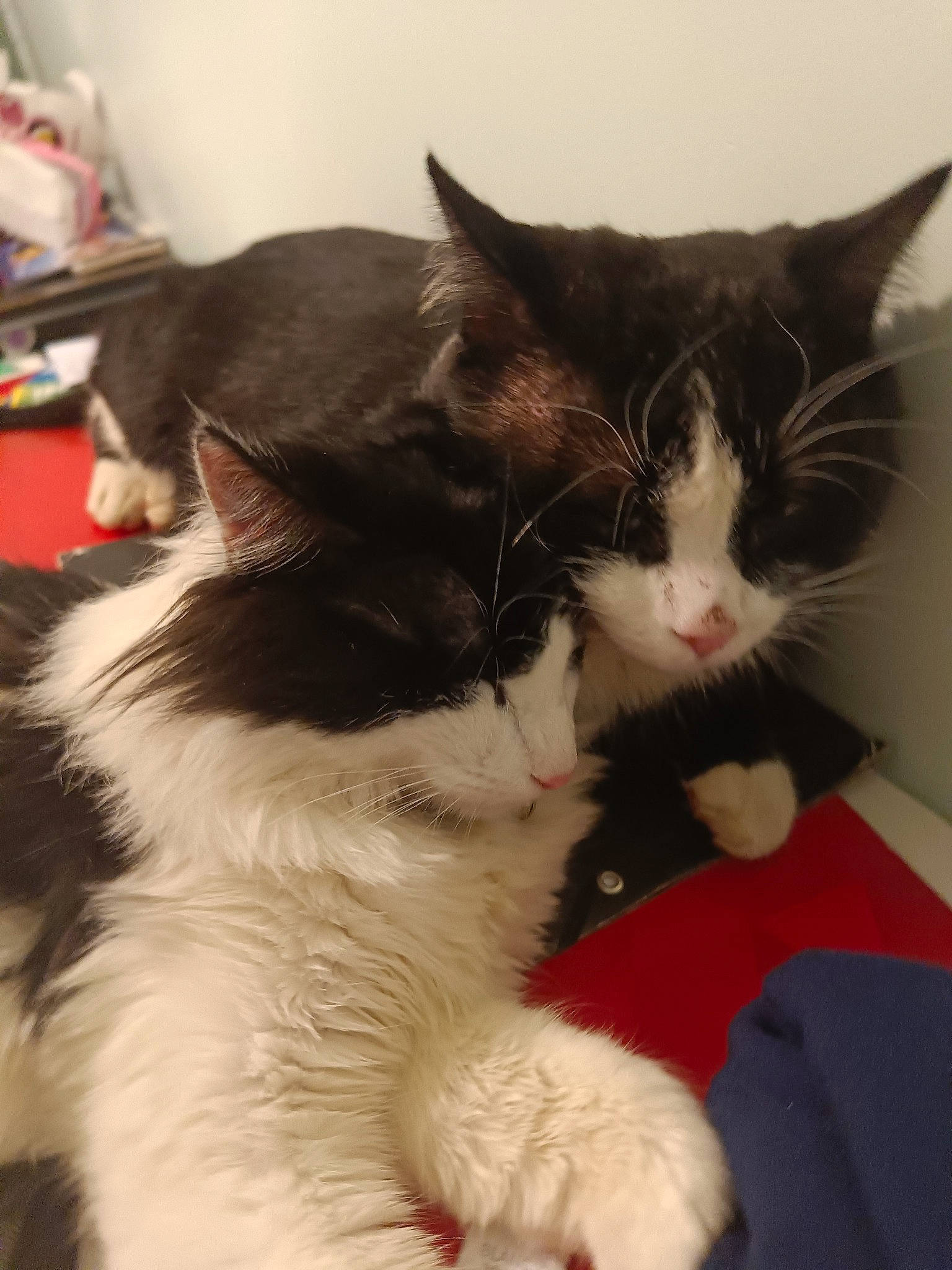 Kepler participe au concours pour gagner de l'argent avec cette photo : carnivore, cat, claw, comfort, domestic_short_haired_cat, ear, felidae, foot, fur, lap, paw, small_to_medium_sized_cats, snout, tail, terrestrial_animal, whiskers