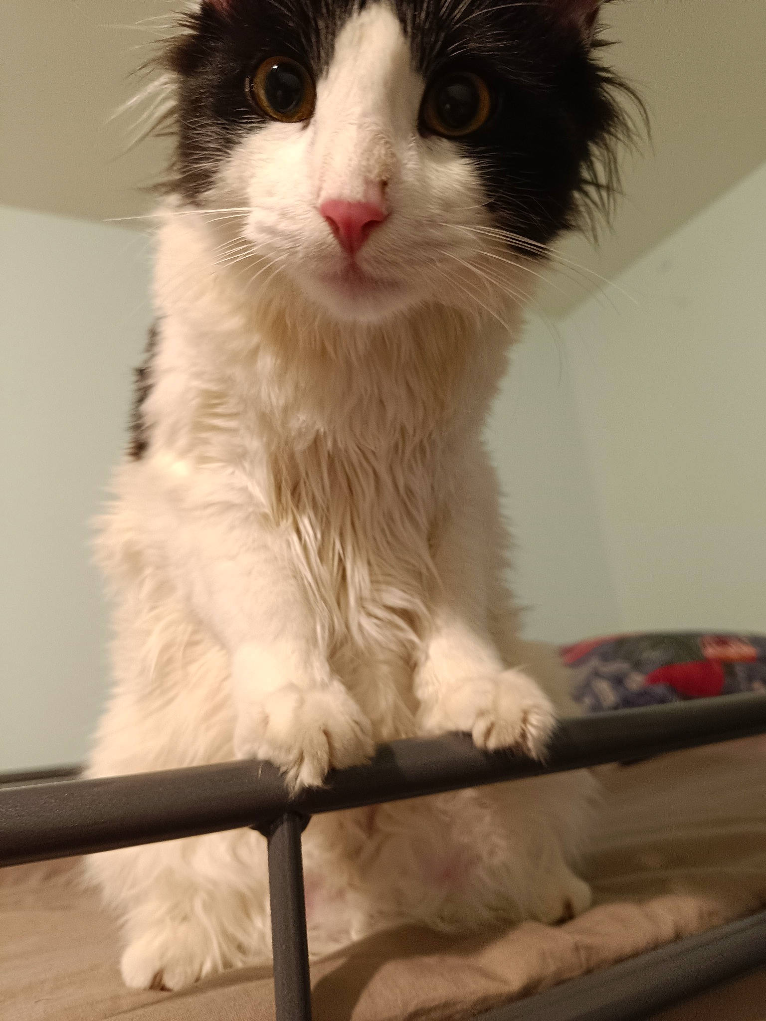 Kepler a rejoint le concours — aidez-le/la à gagner de superbes lots ! carnivore, cat, claw, comfort, domestic_short_haired_cat, felidae, fur, iris, paw, small_to_medium_sized_cats, snout, tail, whiskers, window