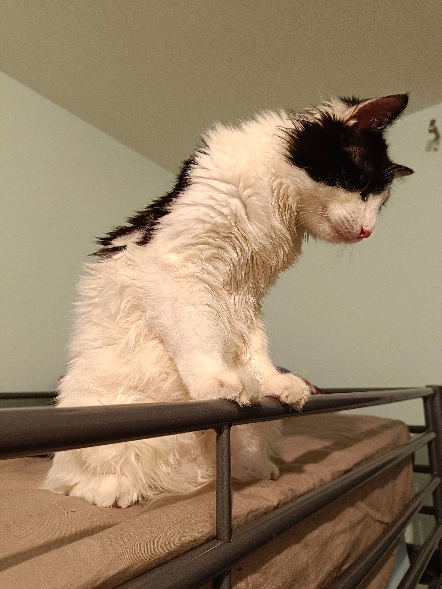 Kepler a rejoint le concours — aidez-le/la à gagner de superbes lots ! carnivore, cat, domestic_short_haired_cat, felidae, fur, hardwood, paw, sitting, small_to_medium_sized_cats, snout, tail, whiskers, wood