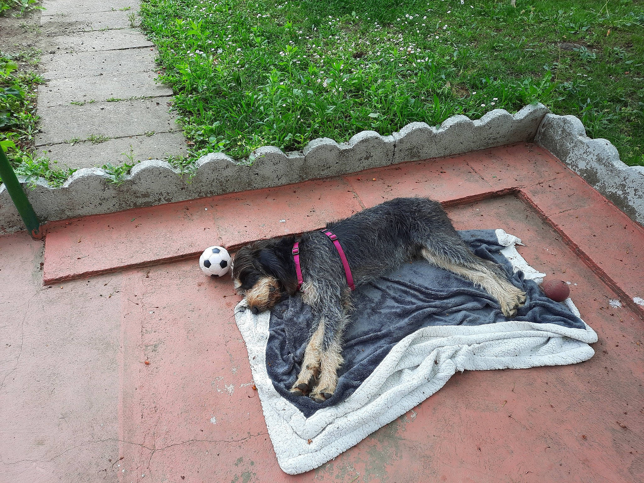 Bouba participe au concours pour gagner de l'argent avec cette photo : asphalt, canidae, carnivore, companion_dog, concrete, dog, dog_breed, felidae, flagstone, flooring, fur, grass, groundcover, plant, road_surface, sidewalk, sitting, snout, sporting_group, tail