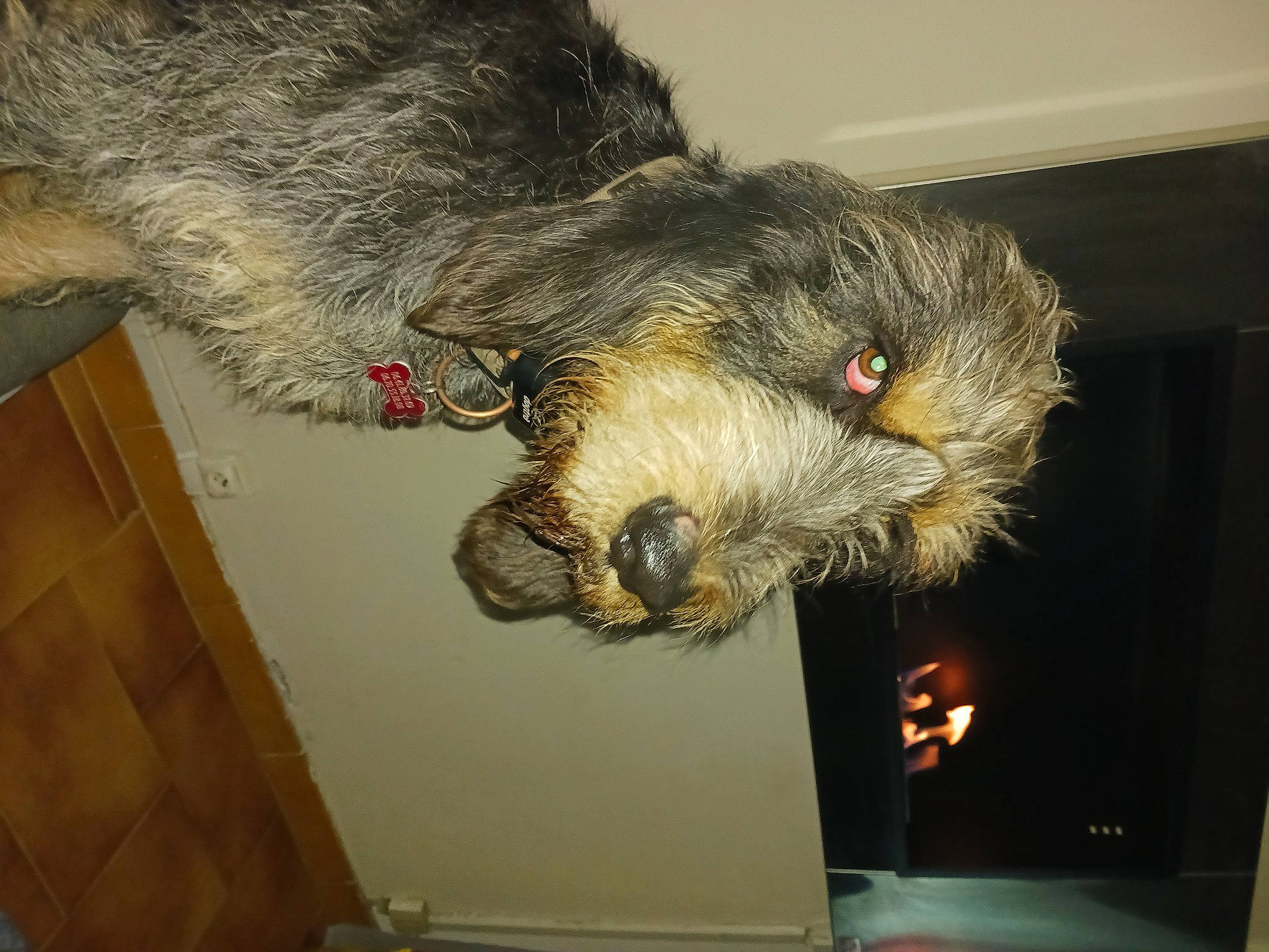 Bouba participe au concours pour gagner de l'argent avec cette photo : animal_product, canidae, carnivore, claw, companion_dog, dog_breed, feather, felidae, fur, liver, natural_material, snout, sporting_group, tail, terrestrial_animal, water_dog, whiskers