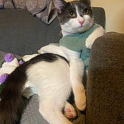 Mitsuri joined the competition — help win amazing prizes! cat, black_and_white_cat, pet, kitten, sweater, clothing, paw, pink_paw, tail, whiskers, yellow_eyes, couch, sofa, blanket, crochet_blanket, indoor, portrait, relaxed, looking_up, upholstery