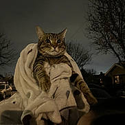Yahiko is registered to the contest to win money with this photo: animal, blanket, cat, cozy, dark, eyes, fur, hand, house, night, outdoor, person, pet, sky, streetlight, tabby, tree, vehicle, whiskers, wrapped