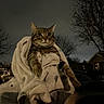 animal, blanket, cat, cozy, dark, eyes, fur, hand, house, night, outdoor, person, pet, sky, streetlight, tabby, tree, vehicle, whiskers, wrapped