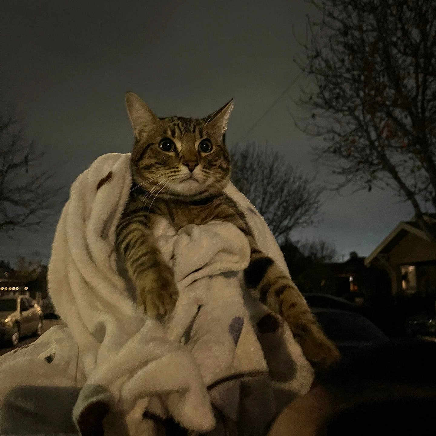 Yahiko is registered to the contest to win money with this photo: animal, blanket, cat, cozy, dark, eyes, fur, hand, house, night, outdoor, person, pet, sky, streetlight, tabby, tree, vehicle, whiskers, wrapped