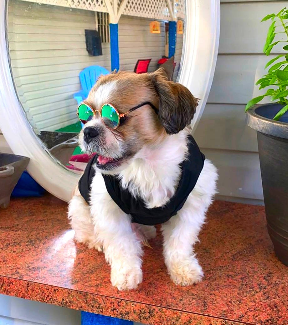 Buddy joined the competition — help win amazing prizes! carnivore, collar, companion_dog, dog, dog_breed, dog_clothes, dog_collar, dog_supply, eyewear, fawn, flooring, flowerpot, houseplant, leash, liver, pet_supply, plant, snout, toy_dog, working_animal