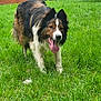 dog, border_collie, panting, tongue_out, grass, yard, gate, car, fence, outdoors, pet, fur, black_and_brown, white_chest, ears, paws, closeup, happy, nature, shed_fur